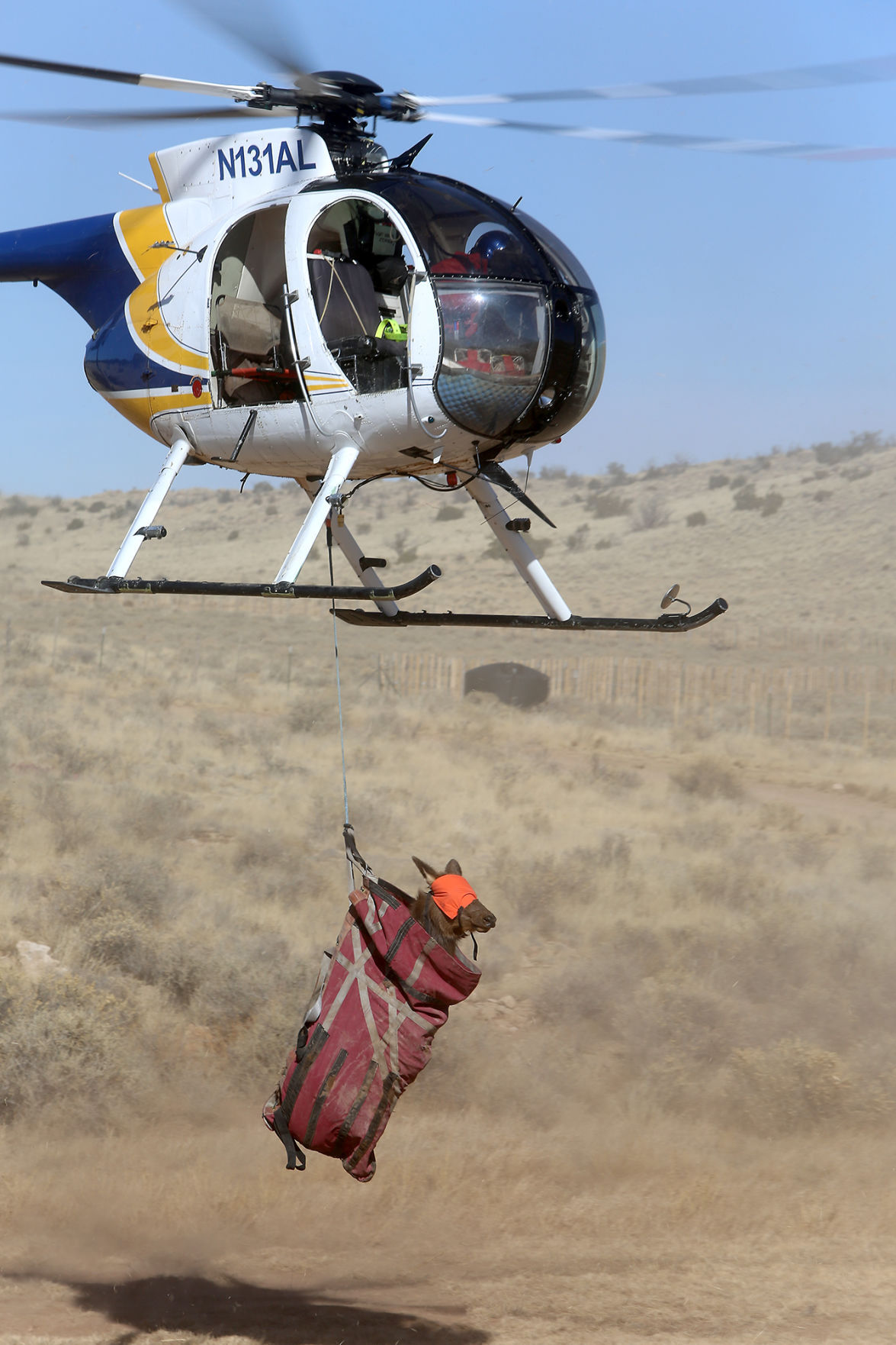 Elk Relocation